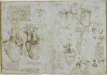 Anatomía Humana